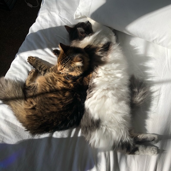 Meet your Posher, Lauren - Picture 2 of 2